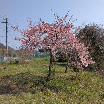 2024年3月　河津桜