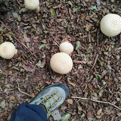 パーソナル山行「リトル比良3」
