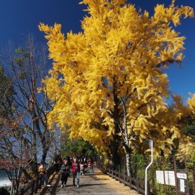 R7 秋の自然観察会 ~仏徳山(大吉山)の植生について~