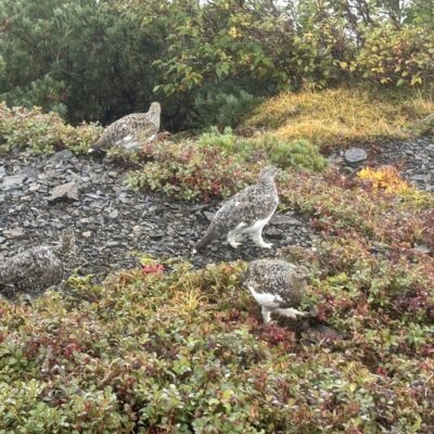 蝶槍　ライチョウ2　掛川作