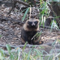 タヌキが3匹いるのを見つけた