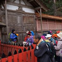 日吉大社・八王子山の紅葉観察 日吉大社の社殿と歴史1―カツラ・アオイ